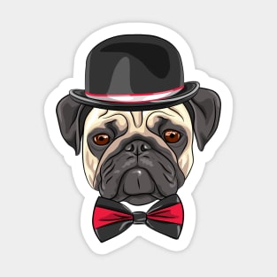 Dog fawn pug in a hat and bow tie Sticker